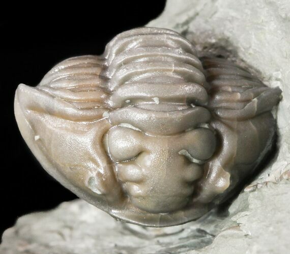Wide, Enrolled Flexicalymene Trilobite In Shale - Ohio #55402